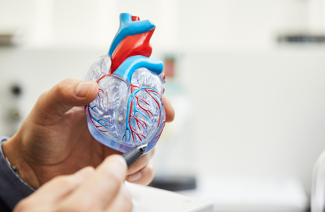 doctor holding a 3D model of the human heart