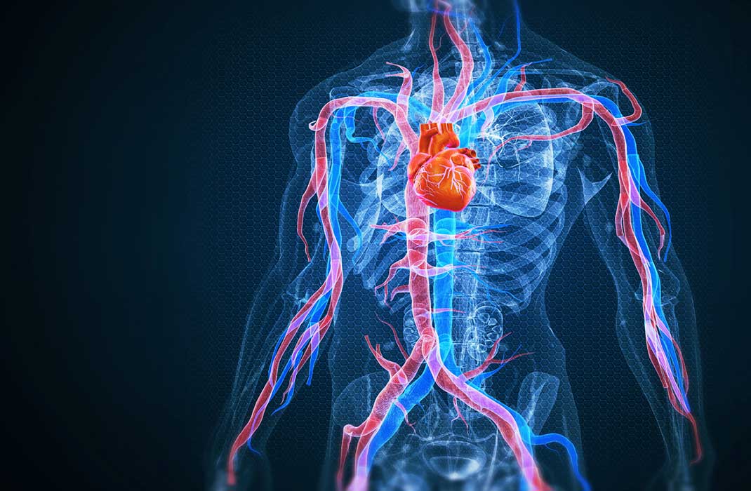 illustration of heart and vascular system