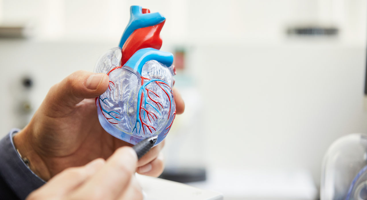 Doctor holding a heart model