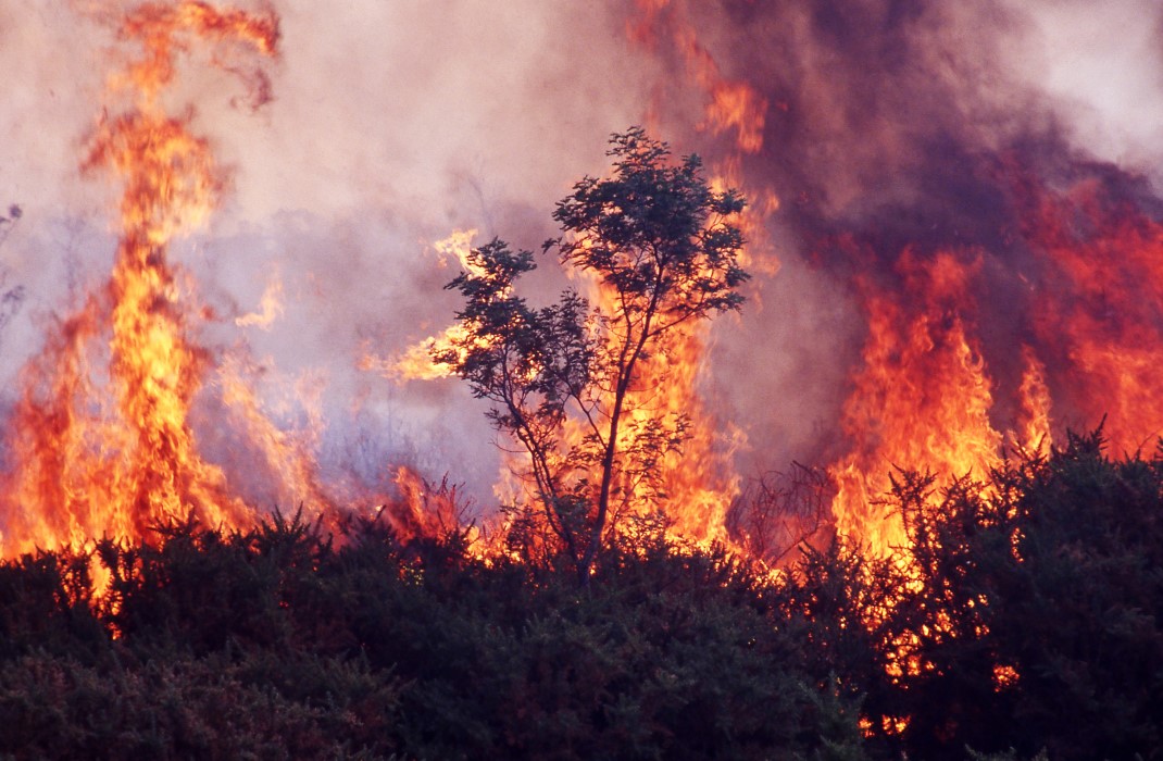 A wildfire burns through bushland