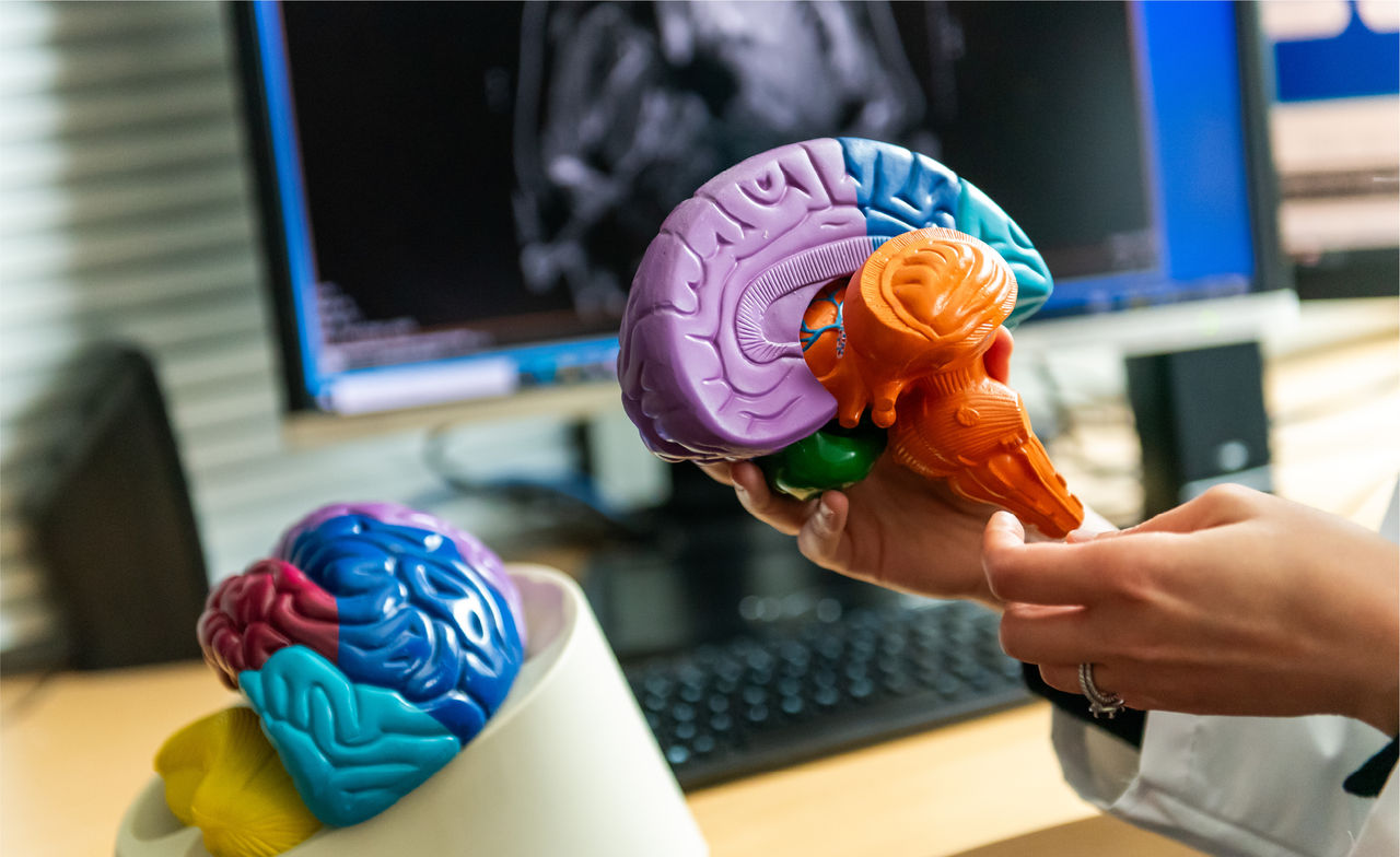 A person's hands holding a brightly colored plastic model of a brain